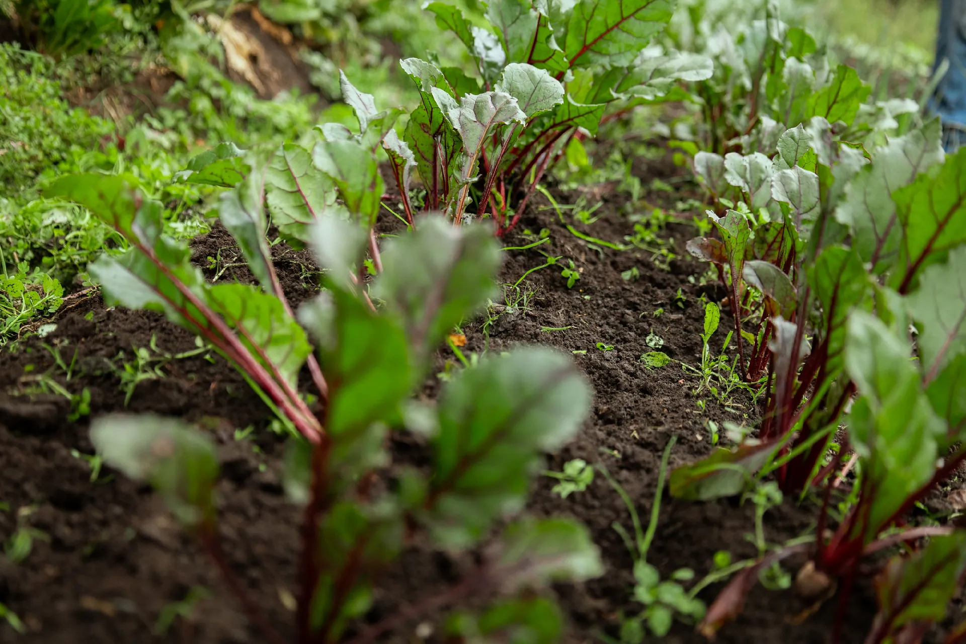 Foto - Cultivo
