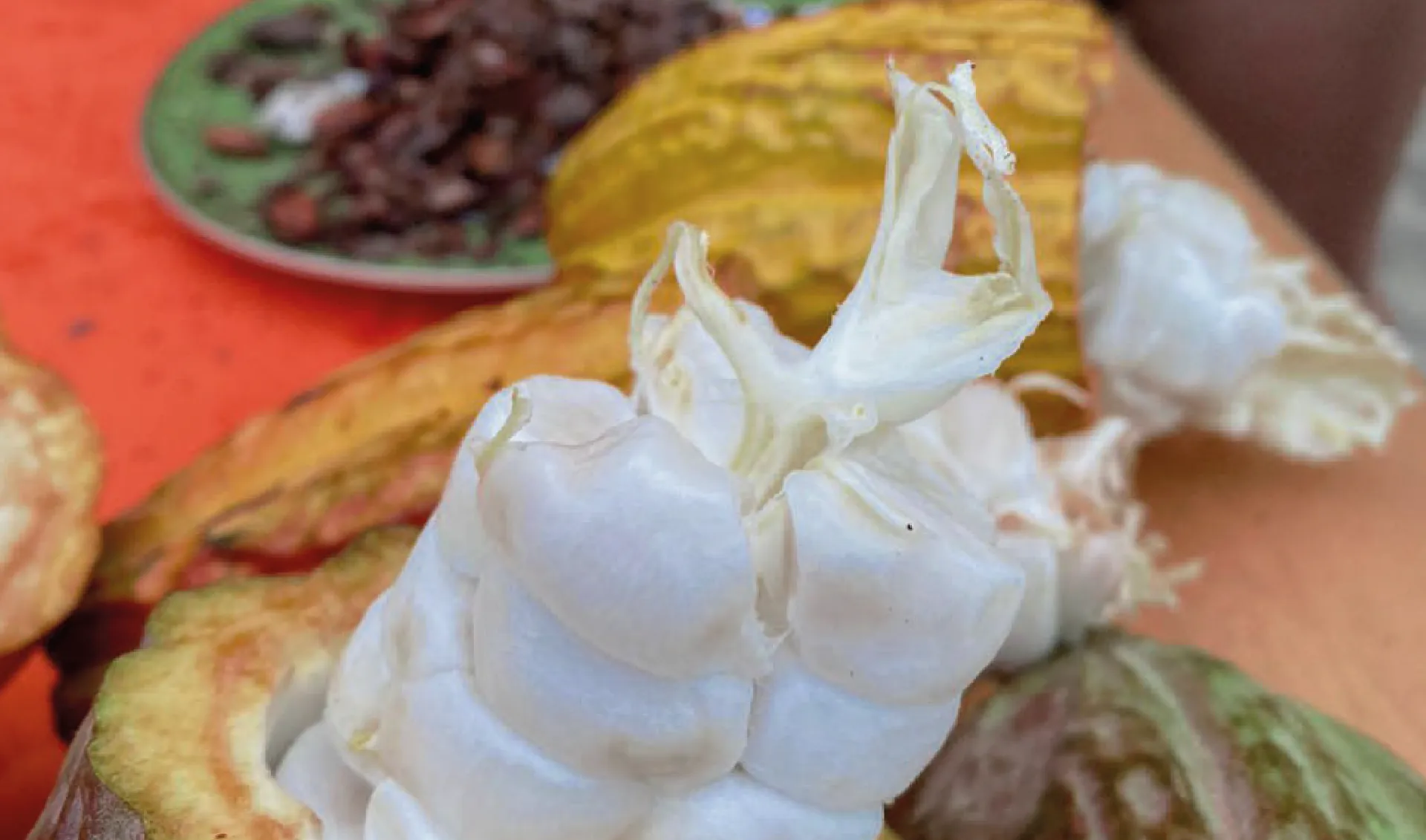 Banner - Cacao